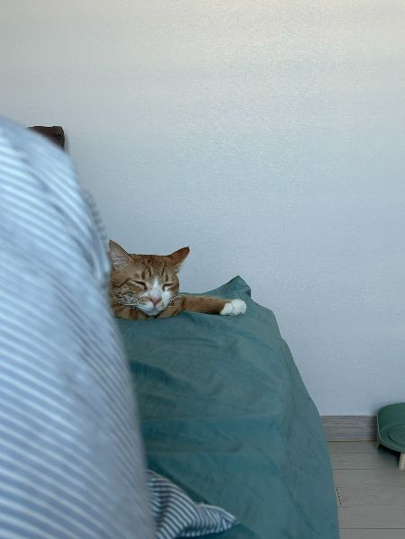 코오, 잠든 귀여운 고양이 율무. 길 위의 고단한 삶을 잊을만큼의 안온한 삶./사진=율무 보호자님 제공.