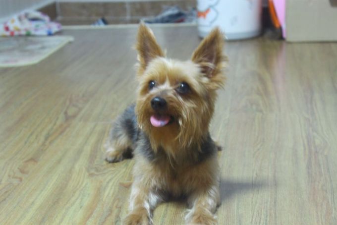 언제까지나 있을 것 같은 작은 존재. 그러나 반려견들의 시간은 사람보다 빨리 흐른다는 걸. 나보다 어렸던 녀석이 나보다 빨리 나이들어 간다는 것도./사진=자두 보호자님 제공.