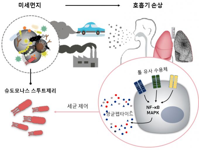 슈도모나스 스투체리라는 세균이 미세먼지에 포함돼 있고, 호흡기 질환 등을 악화시킨다는 연구 결과가 나왔다. / 사진=한국생명공학연구원