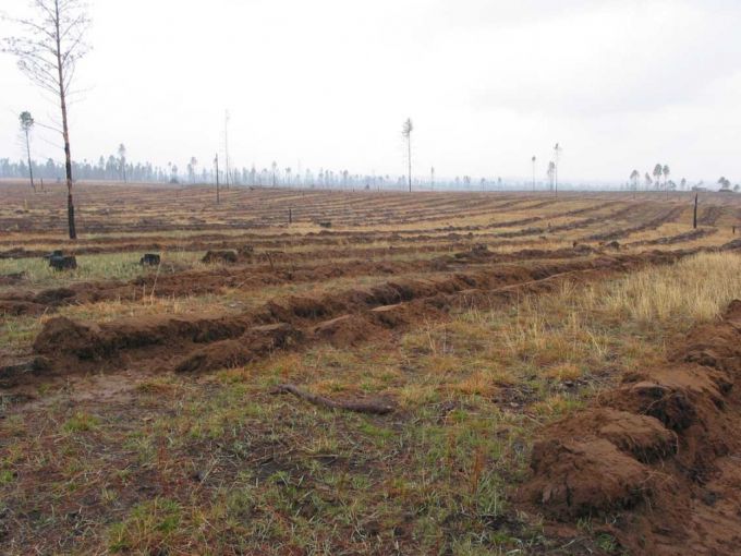 2003년 숲 조성 사업을 시작할 당시 토진나르스 지역 모습./사진제공=유한킴벌리.