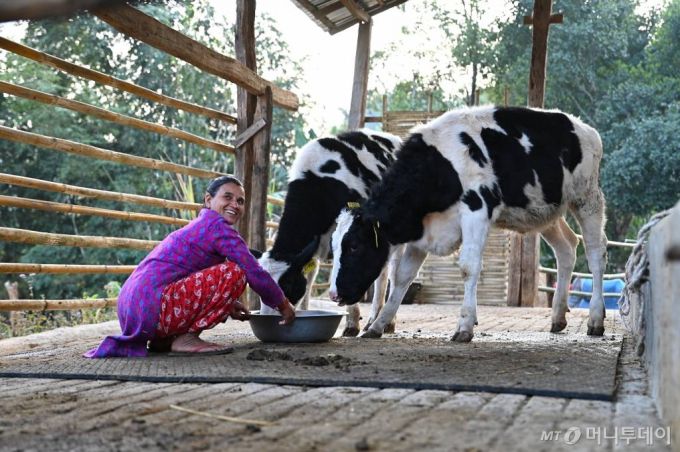 네팔 신둘리지구 마틀로 라자파니 마을 한국 젖소 수혜자 달 쿠라리 타파(40)가 농협사료에서 지원한 배합사료를 주고있다