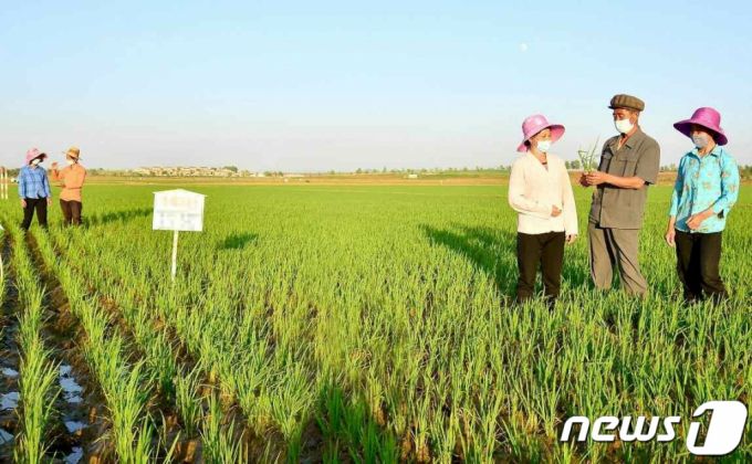 **기사과 직접적인 연관없음. 북한 노동당 기관지 노동신문은  "역량과 수단을 집중해 김매기를 제때에 질적으로 해야한다"라고 보도했다. 사진은 강남군 장교농장.    /사진= 뉴스1