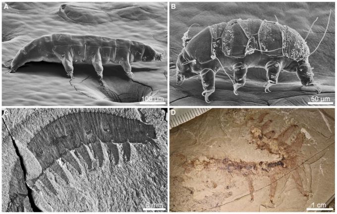 현생 물곰 벌레(A·B)는 5억년 전 생물(C·D)인 루올리샤니드에서 파생됐다는 연구 결과. / 사진=극지연구소