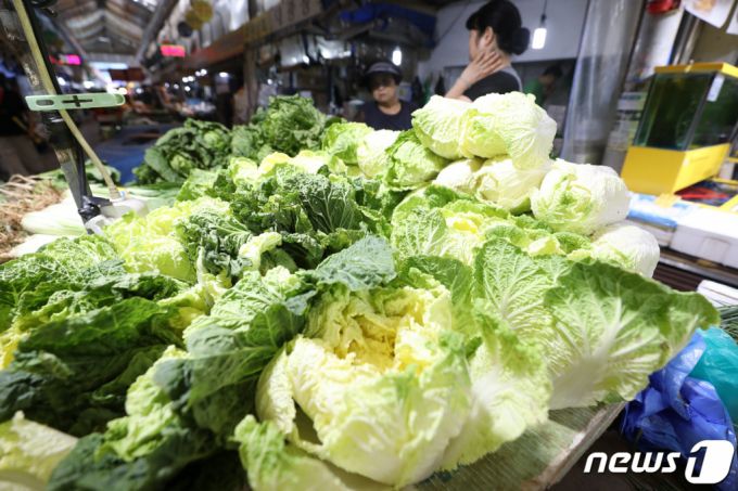 (서울=뉴스1) 김민지 기자 = 집중호우와 폭염으로 채솟값이 오르고 있는 가운데 13일 서울 시내 전통시장에 배추가 진열돼 있다.  이날 한국농수산식품유통공사(aT) 농산물유통정보에 따르면 지난 11일 배추 도매가격은 10kg에 2만5760원으로 한 달 전 9880원보다 160.7% 올랐다. 2023.8.13/뉴스1  Copyright (C) 뉴스1. All rights reserved. 무단 전재 및 재배포 금지.