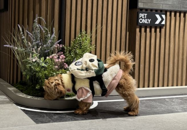 한 강아지가 스타벅스 구리갈매DT점에서 판매 중인 가방을 멘 모습./사진제공=스타벅스 코리아