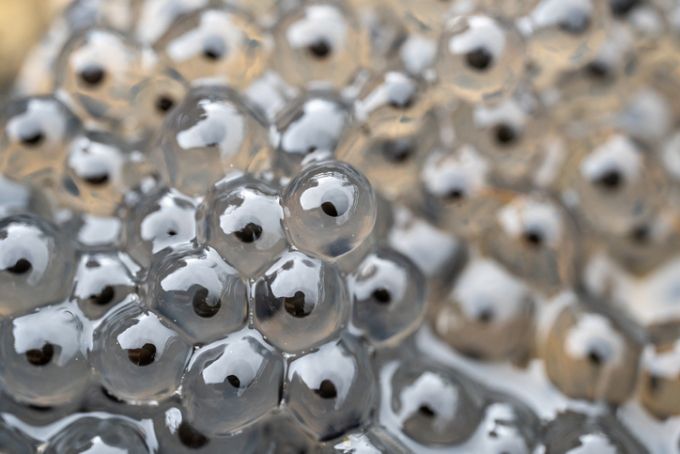 따닥따닥 붙어있는 개구리알.