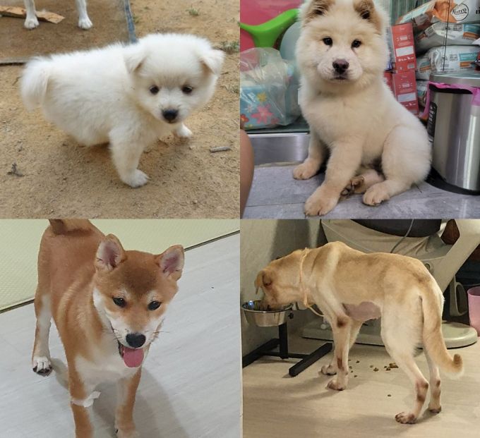 입양 초기 개들 모습. 왼쪽 위에서부터 오른쪽 순으로 둘이, 테디, 일오, 복실이다. /사진=독자제공