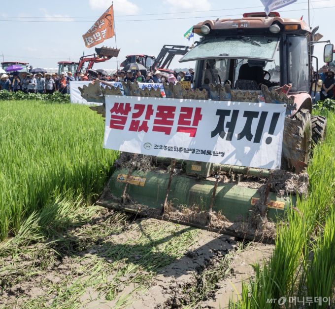 (익산=뉴스1) = 쌀값폭락에 항의하는 농민들이 20일 전북 익산시 춘포면의 한 논 위에서  트랙터로 논을 갈아엎고 있다 .(독자 제공)2024.8.20/뉴스1  Copyright (C) 뉴스1. All rights reserved. 무단 전재 및 재배포,  AI학습 이용 금지. /사진=(익산=뉴스1)