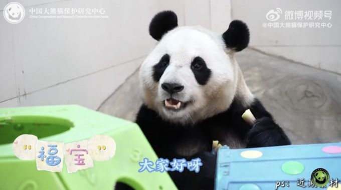자이언트 판다 '푸바오'가 약 4개월 만에 외부에 공개된다. 중국판다보호연구센터는 25일 푸바오를 공개한다고 전날 알렸다./사진=중국판다보호연구센터 웨이보