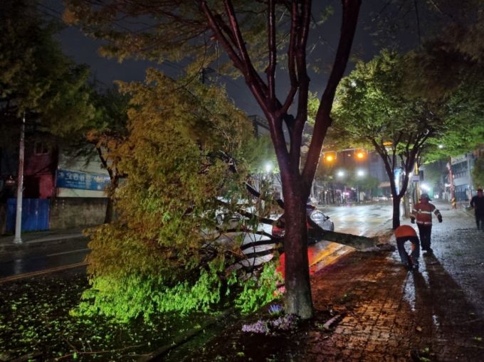 (순천=뉴스1) 이승현 기자 = 13일 새벽 1시쯤 전남 순천시 덕례리의 한 도로에 가로수가 쓰러져 소방당국이 안전조치를 취하고 있다. (순천소방 제공. 재판매 및 DB 금지) 2025.4.13/뉴스1  Copyright (C) 뉴스1. All rights reserved. 무단 전재 및 재배포,  AI학습 이용 금지. /사진=(순천=뉴스1) 이승현 기자