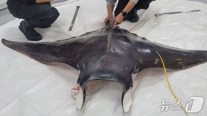 쥐가오리 크기 측정하는 모습/사진=뉴스1