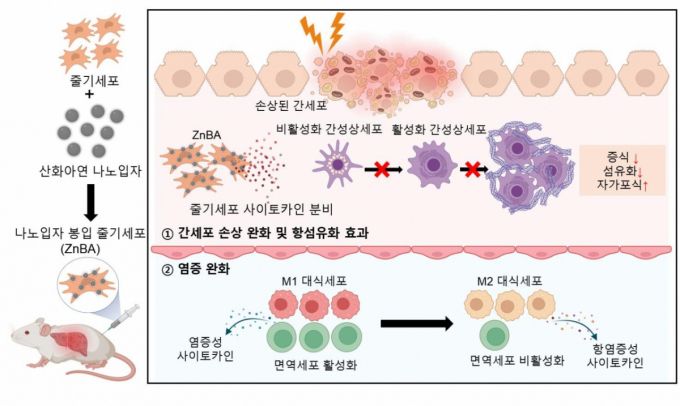 나건 바이오메디컬화학공학과 교수팀의 연구자료 이미지./사진제공=가톨릭대
