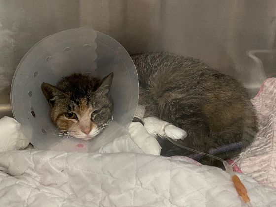 산불 피해 지역서 구조한 길냥이./사진=남형도 기자