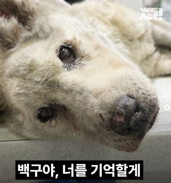 이름조차 지어주지 못했는데 세상을 떠난 백구. 자신의 몸만한 종양을 달고 있었고, 온몸에서 구더기가 나오고 있었다. 병원에 도착하자 마자 마지막 숨을 쉬곤 떠났다./사진=동물구조단체 위액트(@we.a.c.t)