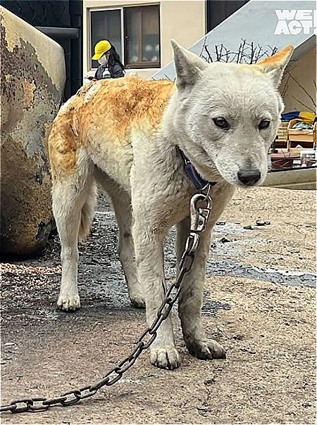 경북 영덕에서 구조한 산불 피해견. 이곳 역시 많은 개들이 불에 타 세상을 떠났다./사진=동물구조단체 위액트(@we.a.c.t)