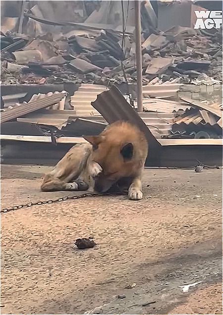 어느 현장에 가든 이리 기도했었단다. '제발 살아만 있어줘'라고./사진=동물구조단체 위액트(@we.a.c.t)