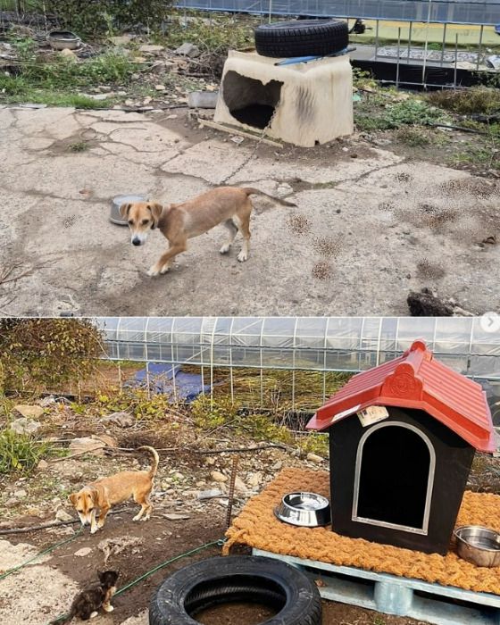 실외에서 사는 이른바 '마당개'의 환경을 바꿔준 모습. 개선 전(위)과 후, 목줄을 늘리고 집을 바꾸고 환경을 깨끗하게 했다./사진=동물복지문제연구소 어웨어
