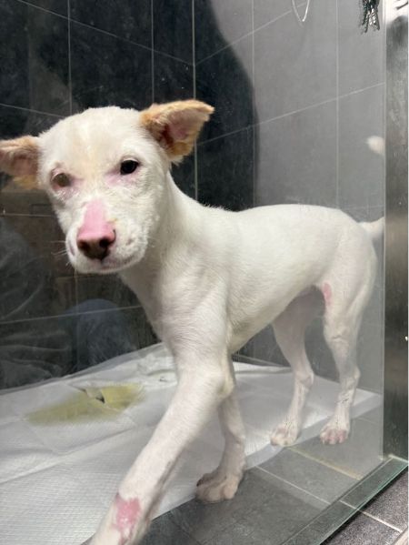 기사 메인 사진의 멍이는 위액트 구조 후 이리 회복되었다. 함형선 위액트 대표가 전해온 사진. 그가 말했다. "바보들이에요. 사람 때문에 묶였고, 탔고, 다쳤는데. 그런데도 우리가 좋대요." /사진=위액트