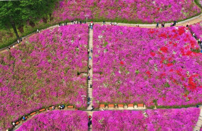 휴일인 27일 경기 군포시 산본동 철쭉동산을 찾은 시민들이 울긋불긋 활짝 핀 철쭉 사이를 거닐며 봄기운을 만끽하고 있다. /사진=뉴시스
