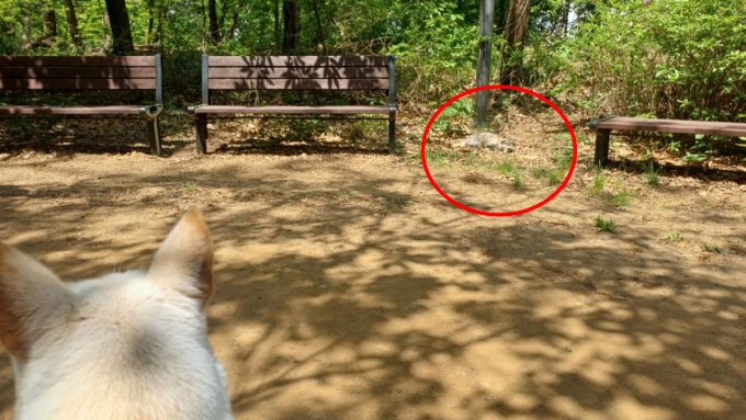 김상은씨(33)의 반려견이 벤치 사이 너구리를 발견하자 호기심을 보였고, 김씨는 가까이 가지 못하게 목줄을 꽉 잡았다. 시민들은 병 걸린 너구리를 피해 등산로 가장자리로 걷고 벤치 근처에는 가지도 않았다. /사진=오석진 기자.