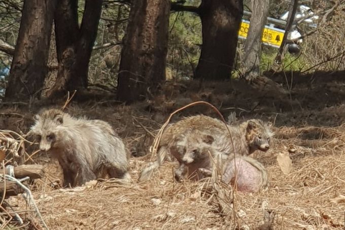 등산객 50대 남성 이모씨가 지난 4월3일 계남근린공원 일대에서 너구리를 찍은 사진. 이씨는 약 한달 전부터 병에 걸린 너구리가 자주 보인다고 했다. /사진=독자 제공.