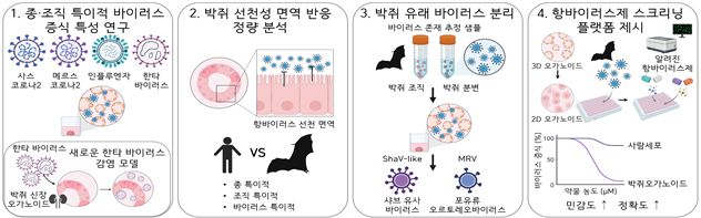 박쥐 오가노이드를 활용한 주요 연구 결과 /사진=IBS