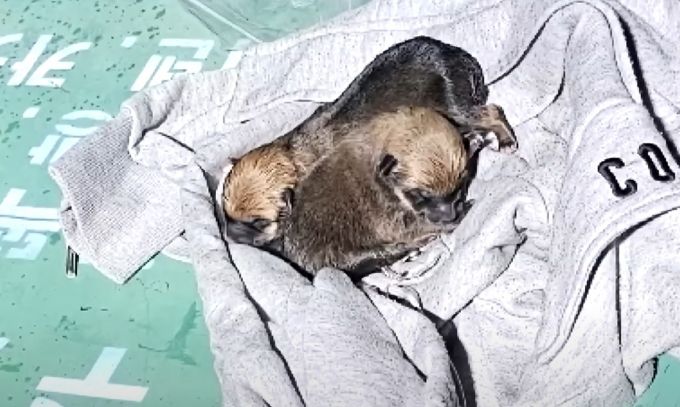 태어난 지 일주일밖에 되지 않은 새끼 강아지들이 헌옷 수거함에서 발견돼 공분을 사고 있다./사진=JTBC 사건반장