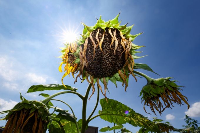 전국에 폭염특보가 발효된 지난해 7월31일 오후 경기 파주시 법원읍의 한 해바라기 밭에 해바라기가 시들어 있다. /사진=뉴시스