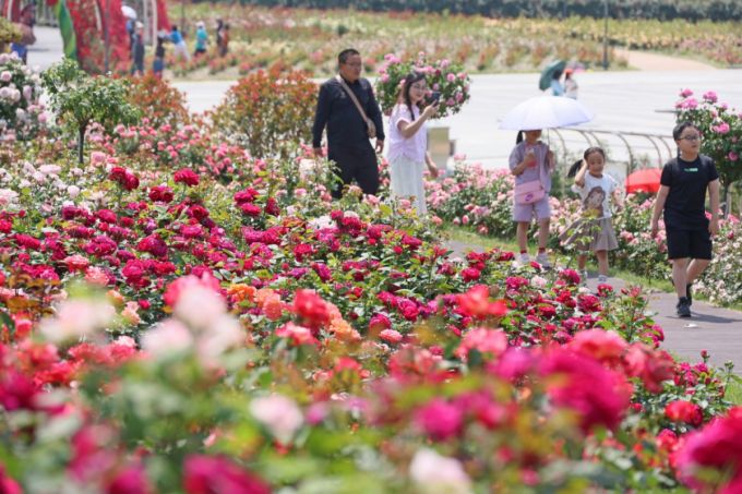 새 정부 임기가 시작되는 4일 수요일은 전국이 대체로 맑겠다. 사진은 전북 임실군 임실치즈테마파크 장미원. /사진=뉴스1