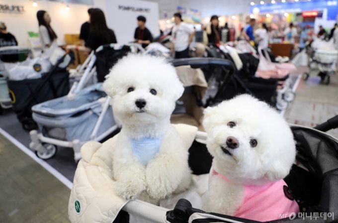 [고양=뉴시스] 김혜진 기자 = 16일 경기 고양시 킨텍스에서 열린 2025 메가주 일산에서 강아지가 반려견 유아차에 앉아 있다. 2025.05.16. jini@newsis.com /사진=김혜진