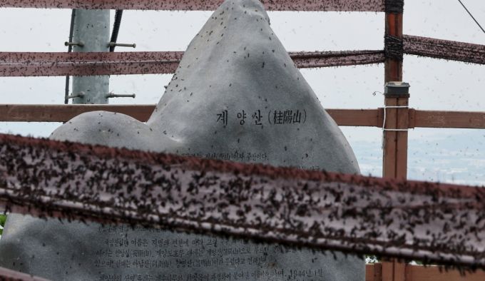 최근 도심 곳곳에서 기승을 부리고 있는 '러브버그'(붉은등우단털파리)가 7월 중순이면 모습을 감출 거란 전문가의 전망이 나왔다/사진=뉴스1