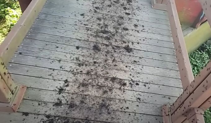 축구 크리에이터 감스트(본명 김인직)가 러브버그 특공대를 자처하며 인천 계양산에 올랐다./사진=유튜브 갈무리