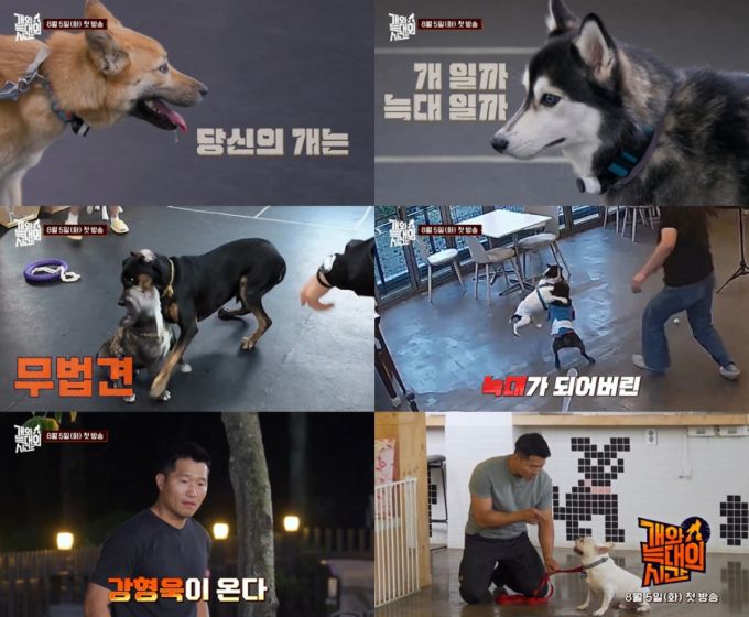 반려견 훈련사 강형욱이 내달 방송에 복귀한다. /사진=유튜브 채널 'play 채널A'