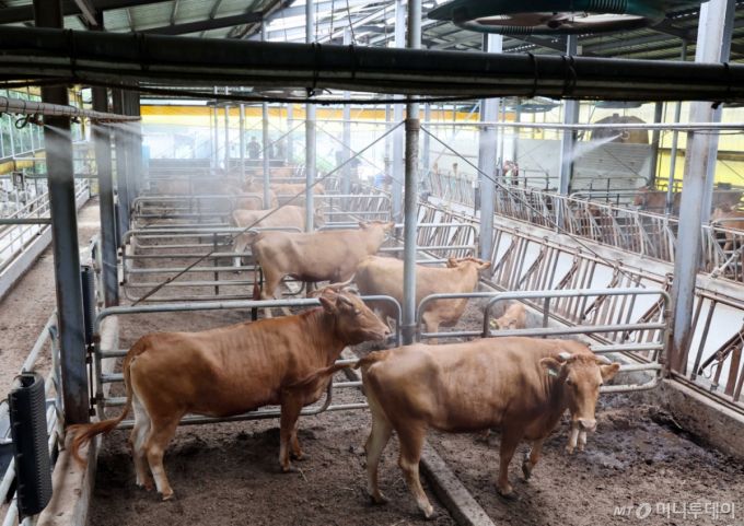 [부산=뉴시스] 하경민 기자 = 전국적으로 폭염특보가 발효 중인 10일 부산 기장군의 한 축사에서 소들이 대형 선풍기 바람과 쿨링포그를 맞으며 더위를 식히고 있다. 2025.07.10. yulnetphoto@newsis.com /사진=하경민