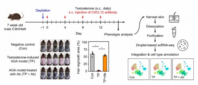 논문 발췌 자료: CXCL12 항체 투여가 탈모를 회복시키는 근거