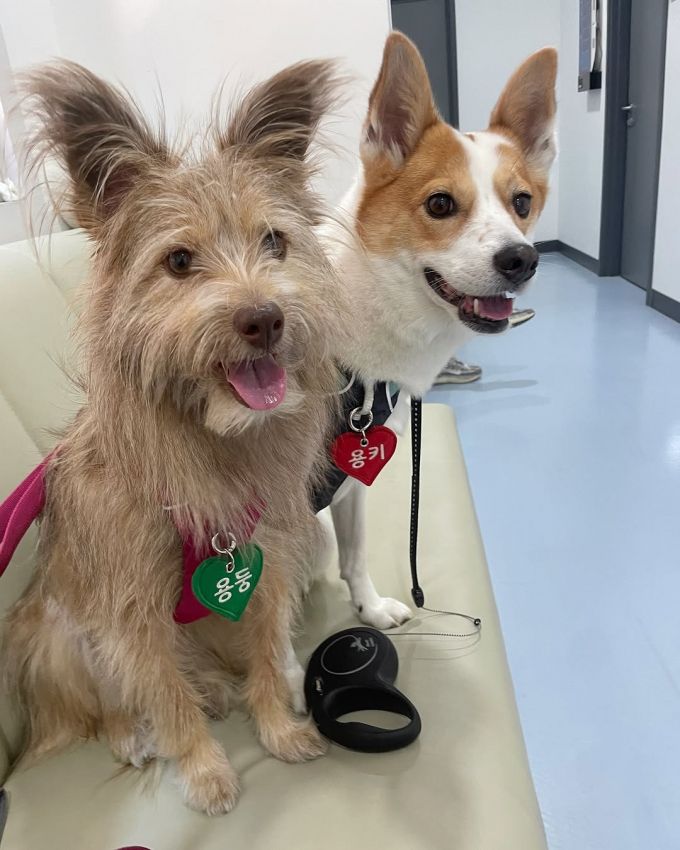 그룹 마마무 솔라가 입양한 반려견 '용키'와 '용둥'. /사진=솔라 반려견 '용둥' 인스타그램