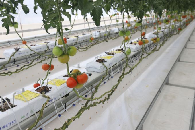 스마트팜 작물(토마토) 생장 환경 실증 /사진=한국기계연구원