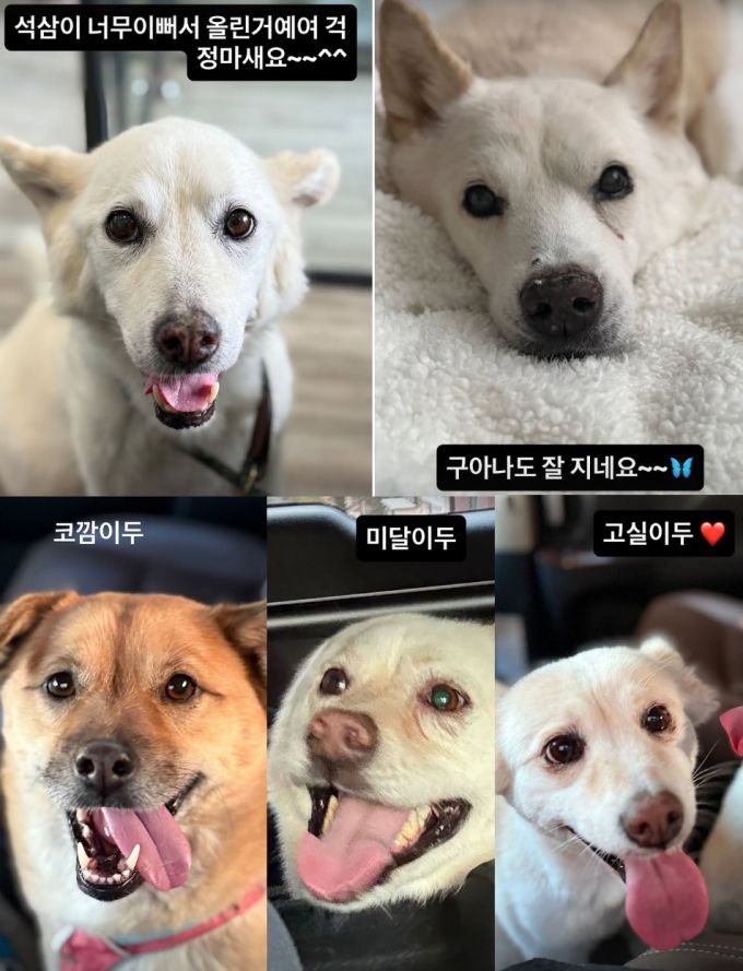 가수 이효리가 암 투병을 알렸던 반려견의 안부를 묻는 팬들에게 다급히 해명했다. /사진=이효리 인스타그램