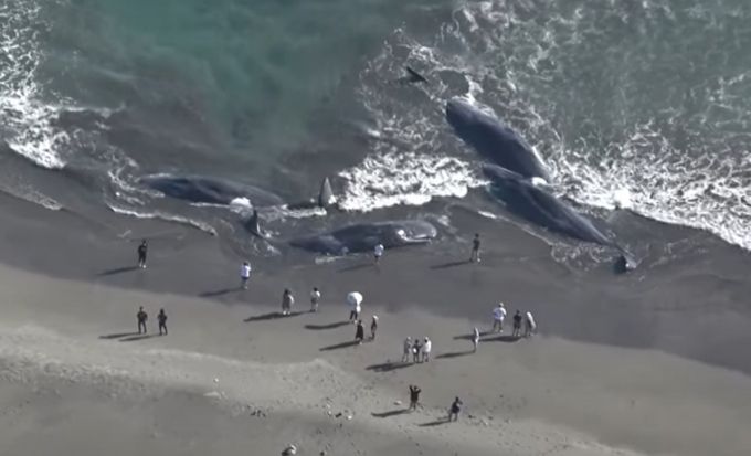 러시아 캄차카반도 강진 하루 전 일본 해변에 고래 4마리가 떠밀려 왔다는 소식이 전해지면서 당시 발견된 고래들이 강진의 징조였다는 주장이 퍼졌다./사진=아사히신문