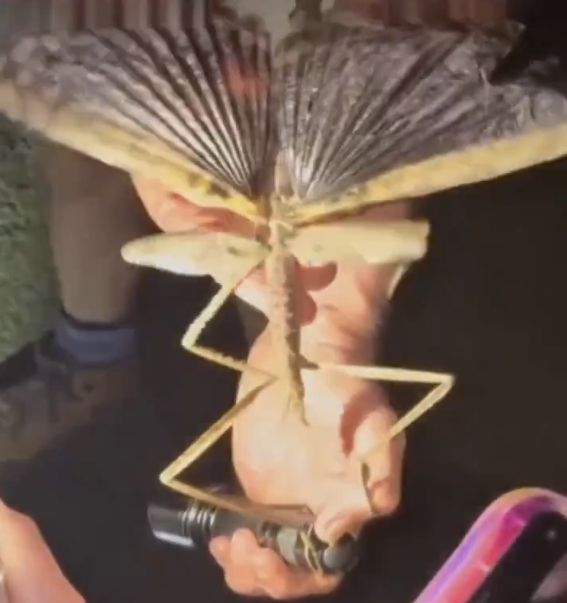 호주에서 가장 무거운 곤충으로 추정되는 대형 벌레가 발견돼 과학계가 주목하고 있다. 호주 제임스쿡대 연구팀은 최근 퀸즐랜드 북부 고원지대 애서튼 테이블랜드에서 '아크로필라 알타'로 명명된 신종 대형 벌레를 발견했다./사진=X 갈무리