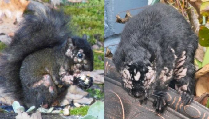 미국·캐나다에 주로 서식하는 회색 다람쥐 일부가 종양에 뒤덮인 채 발견되고 있다./사진=엑스(X·옛트위터)