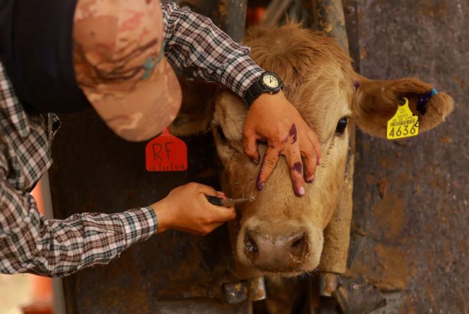 멕시코의 가축업계 종사자 나사벌레에 감염된 소를 치료하고 있다. /로이터=뉴스1