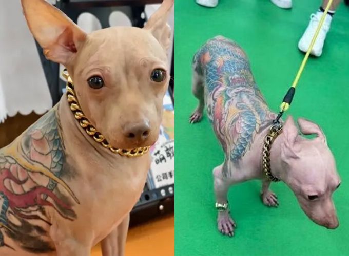 중국 상하이에서 열린 아시아 최대 규모의 반려동물 박람회에서 온몸에 문신을 새긴 강아지가 포착돼 논란이 일고 있다./사진=중국 SNS(소셜미디어) '샤오홍슈'