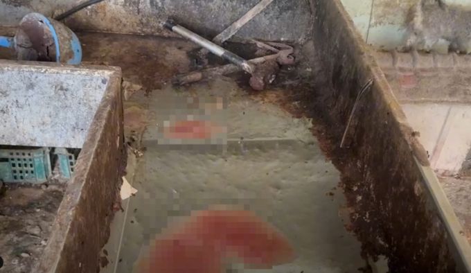 강아지 105마리가 브루셀라병 확진을 받은 인천 강화군의 한 동물 번식장 모습/사진=유튜브 채널 '견생역전'