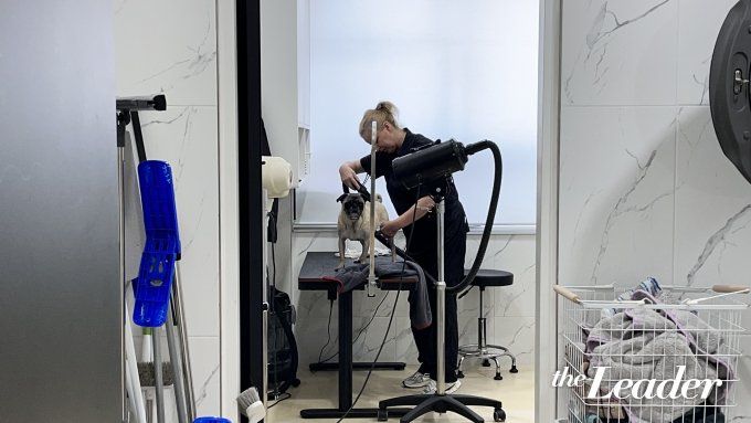 ▲입양 가기 전 미용을 받고 있는 유기견 퍼기/사진=신재은 기자