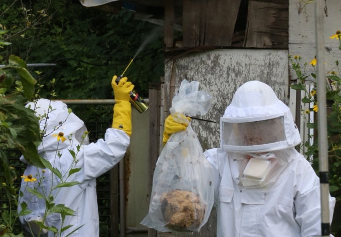 지난해 8월 9일 대전 대덕구 읍내동 농가에서 대덕소방서 소속 소방대원들이 말벌집을 제거하고 있다. /사진=뉴스1