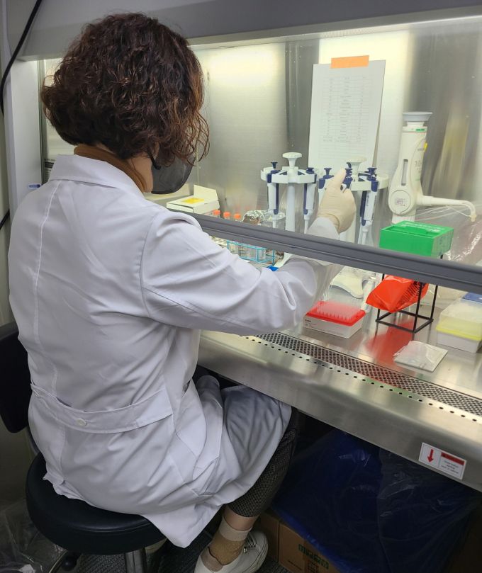 아프리카돼지열병 검사 장면./사진제공=전남동물위생시험소