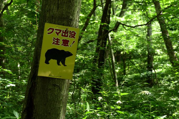 일본에서 곰 출몰이 급증하면서 사살·회수된 개체 수가 역대 최대치를 기록했다. 사진과 기사 내용은 관련이 없음./사진=게티이미지뱅크