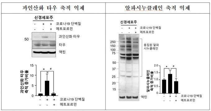 당뇨병 치료제 메트포르민은 코로나19 바이러스 단백질에 의한 독성단백질 축적을 유의하게 억제하는 것으로 나타났다./사진=질병관리청