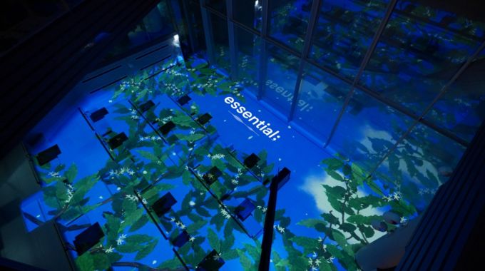 스타벅스 더춘천의암호R점에 ‘essential;(에센셜)’을 활용한 미디어 아트가 제공되고 있다. 이미지는 커피 열매다./사진=NHN벅스 제공